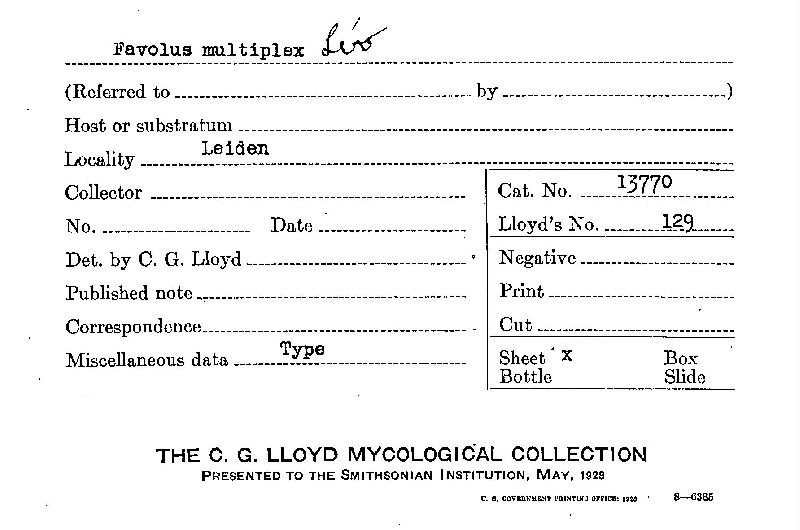 Favolus multiplex image