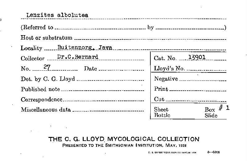 Daedalea flavida image