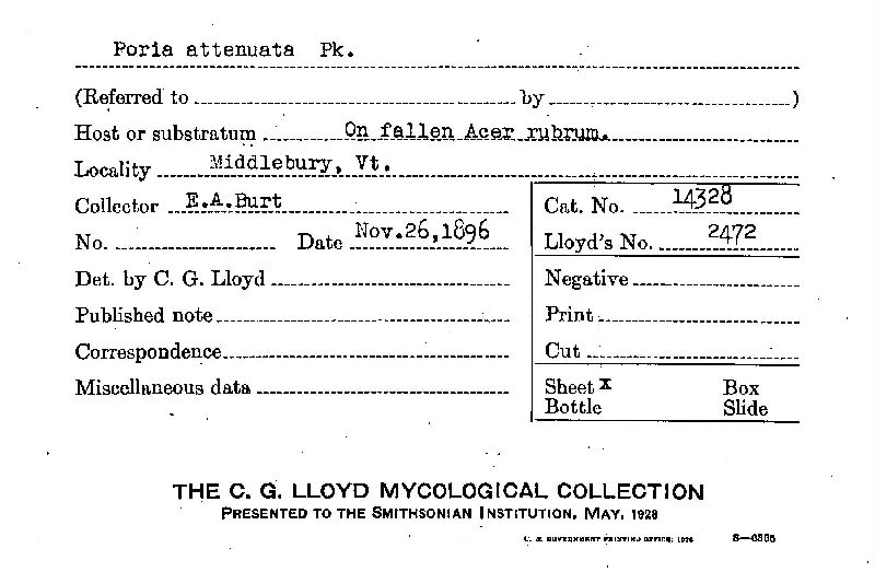 Poria attenuata image