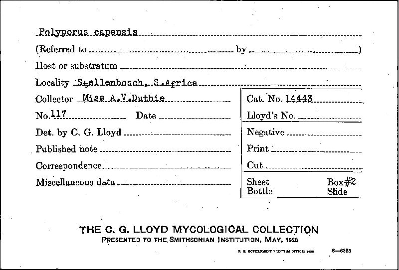 Ganoderma capense image