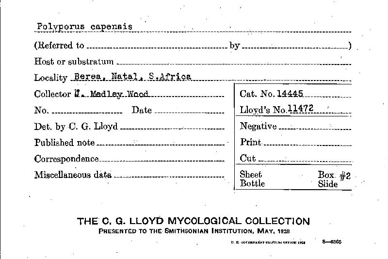 Ganoderma capense image