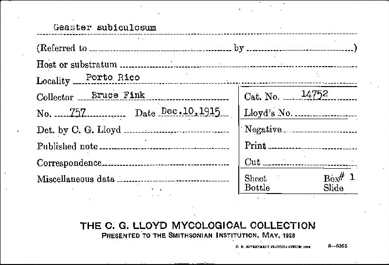 Geaster subiculosum image