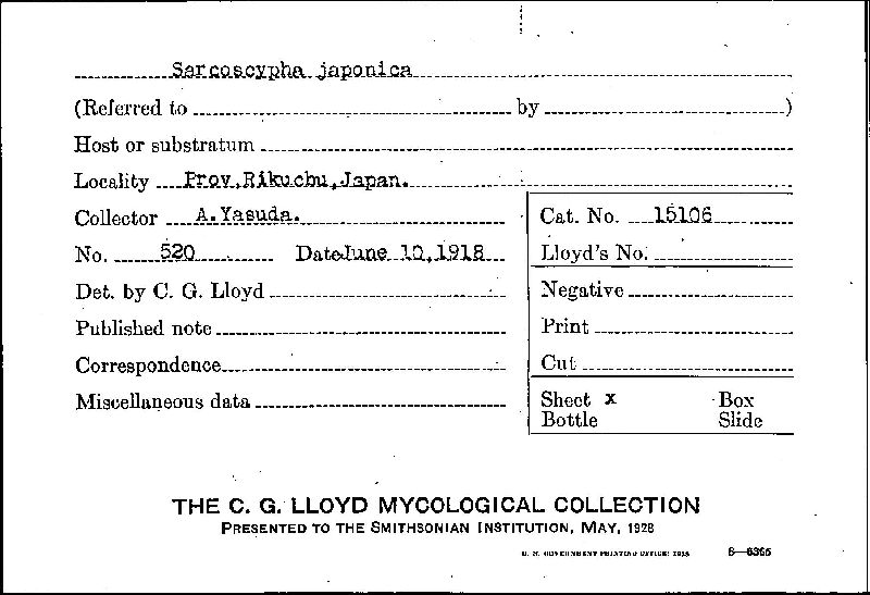 Sarcoscypha japonica image