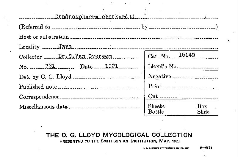 Dendrosphaera image