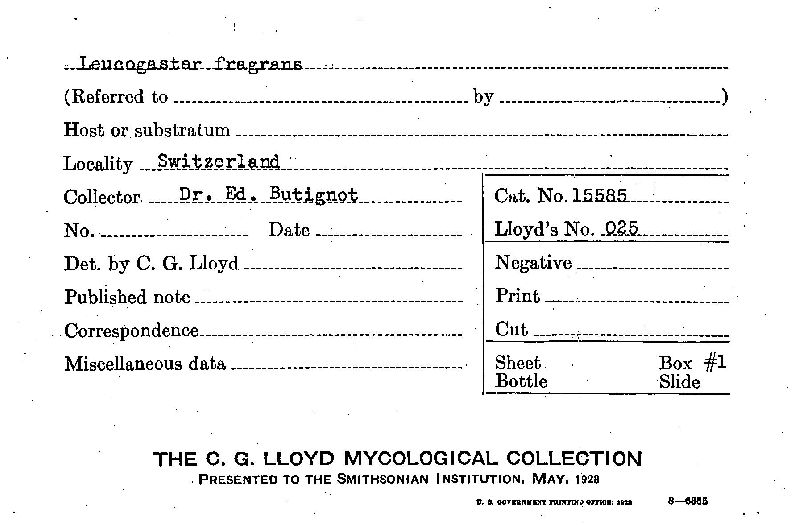 Leucogaster fragrans image