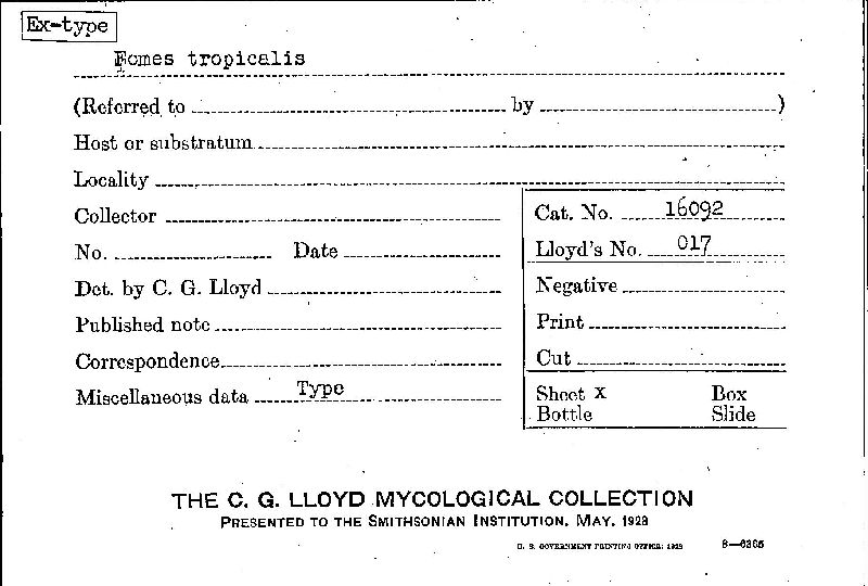 Fomes tropicalis image