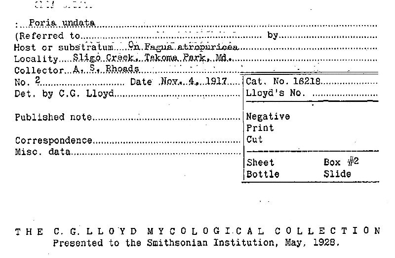 Rigidoporus undatus image