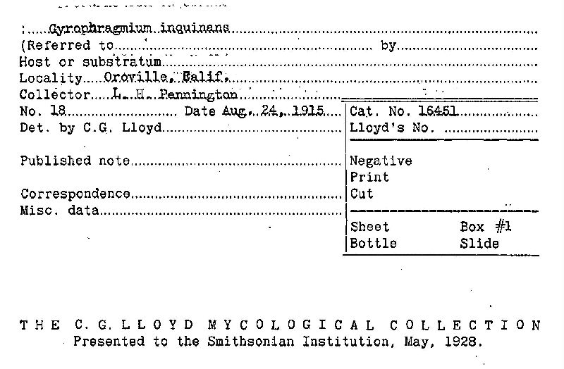 Gyrophragmium inquinans image