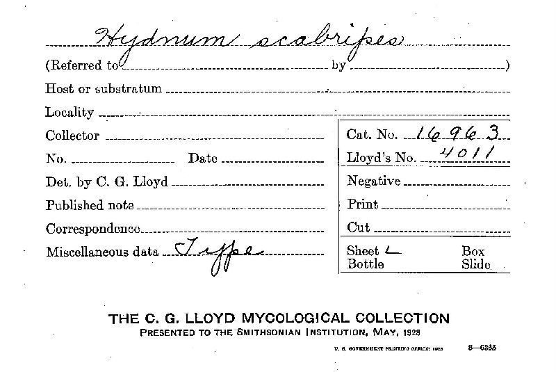 Hydnum scabripes image