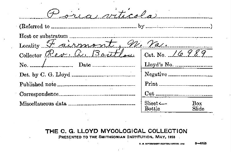 Ginnsia viticola image