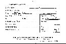 Scleroderma polyrhizum image