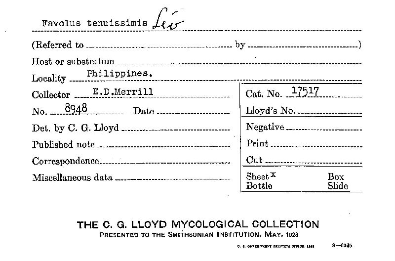 Favolus tenuissimus image