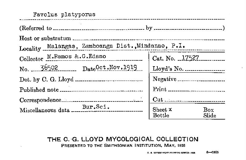 Favolus platyporus image