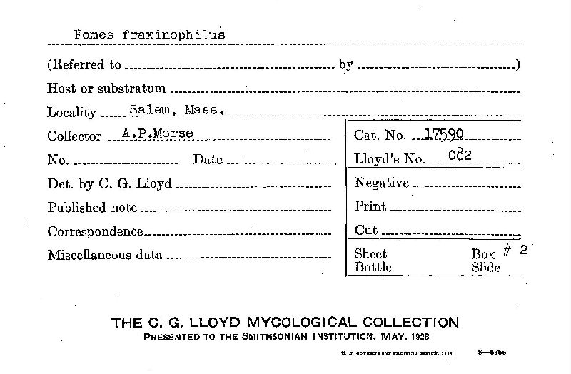 Fomes fraxinophilus image