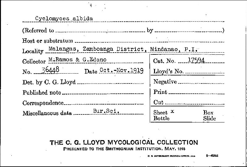 Cyclomyces albida image