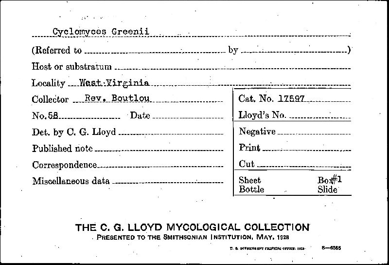 Cyclomyces greenii image