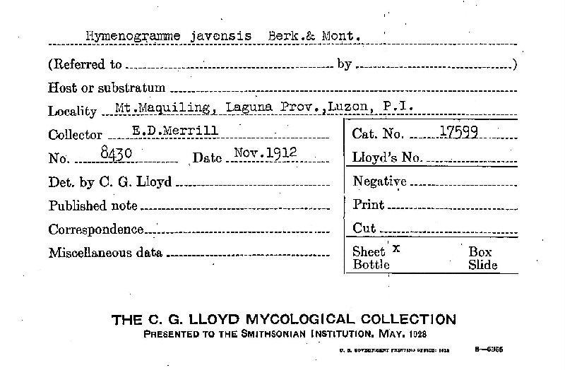 Hymenogramme image