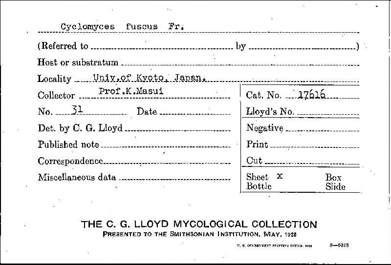 Cyclomyces fuscus image