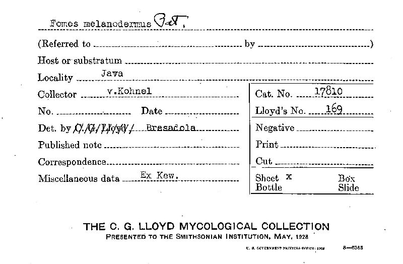 Fomes melanodermus image