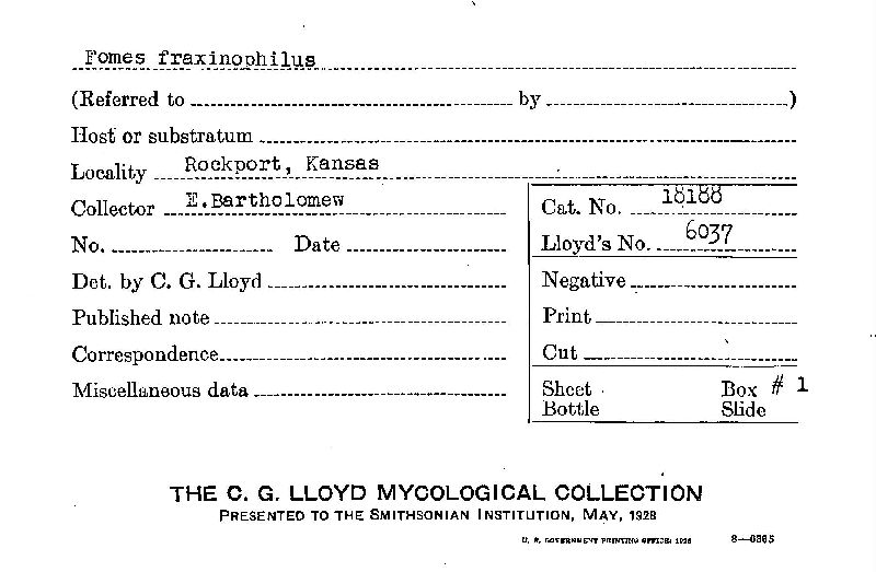 Fomes fraxinophilus image