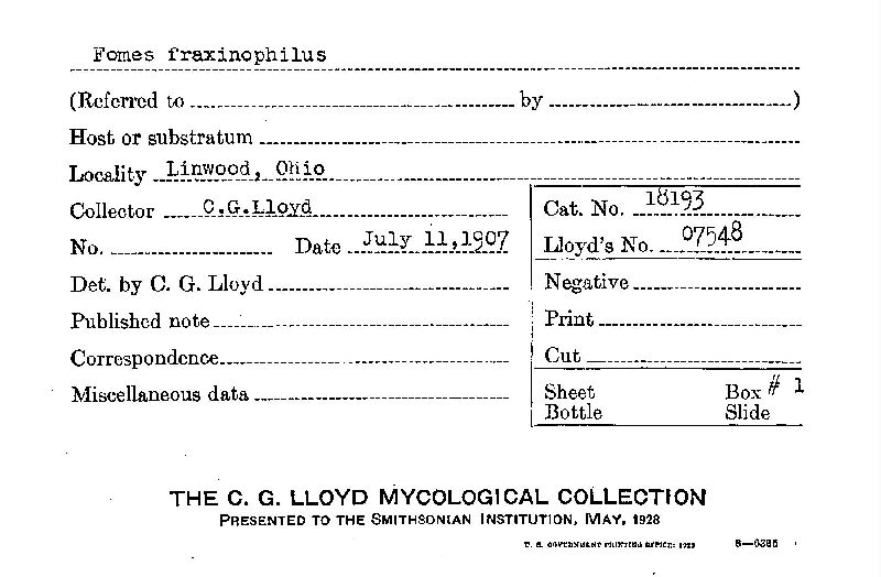 Fomes fraxinophilus image