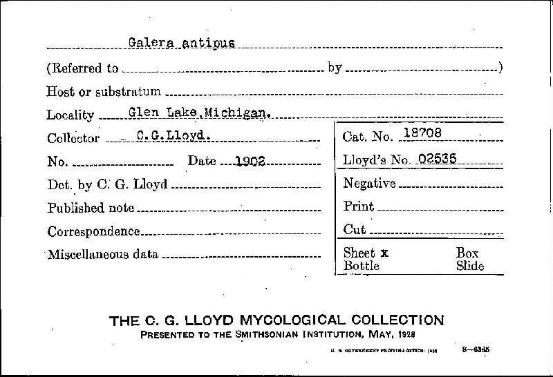 Conocybe antipus image