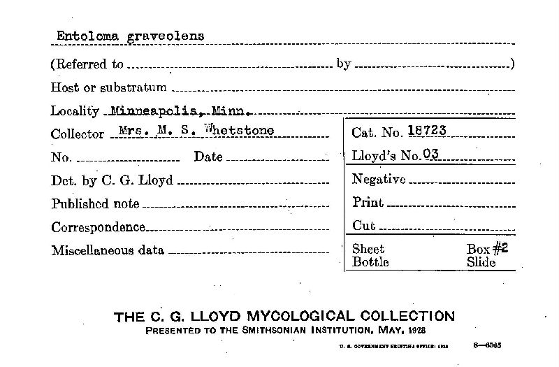 Entoloma graveolens image