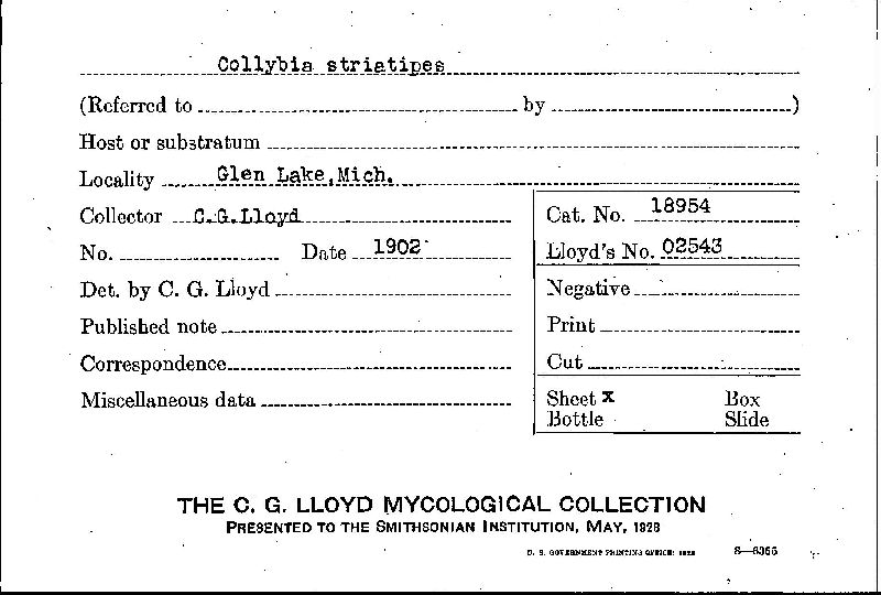 Collybia striatipes image