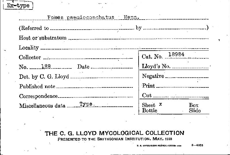 Fomes pseudoconchatus image