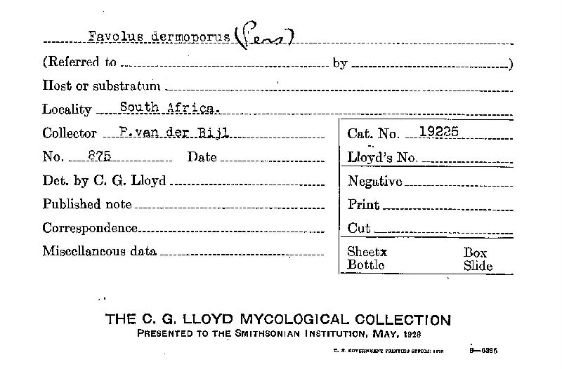 Favolus dermoporus image