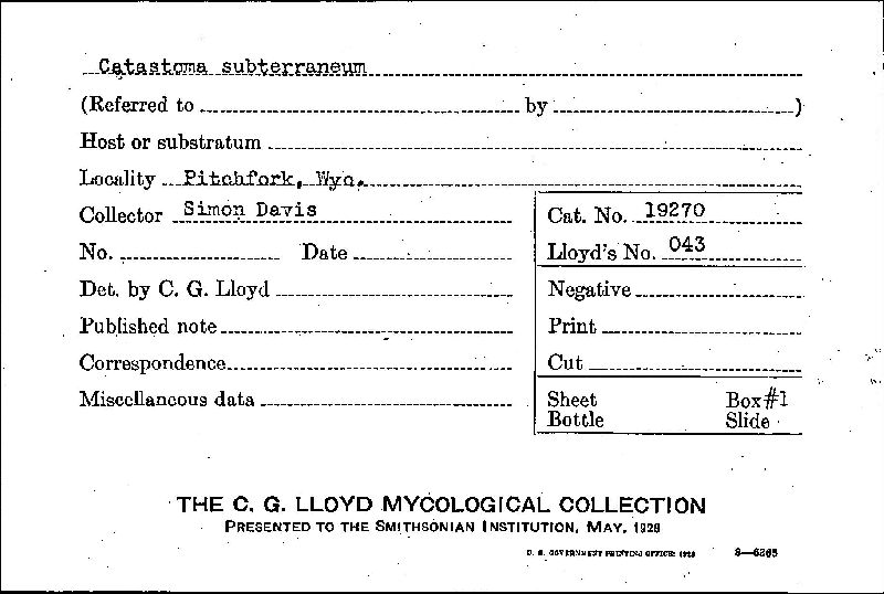 Disciseda bovista image
