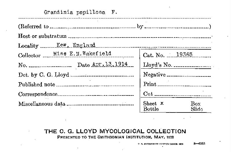 Grandinia papillosa image