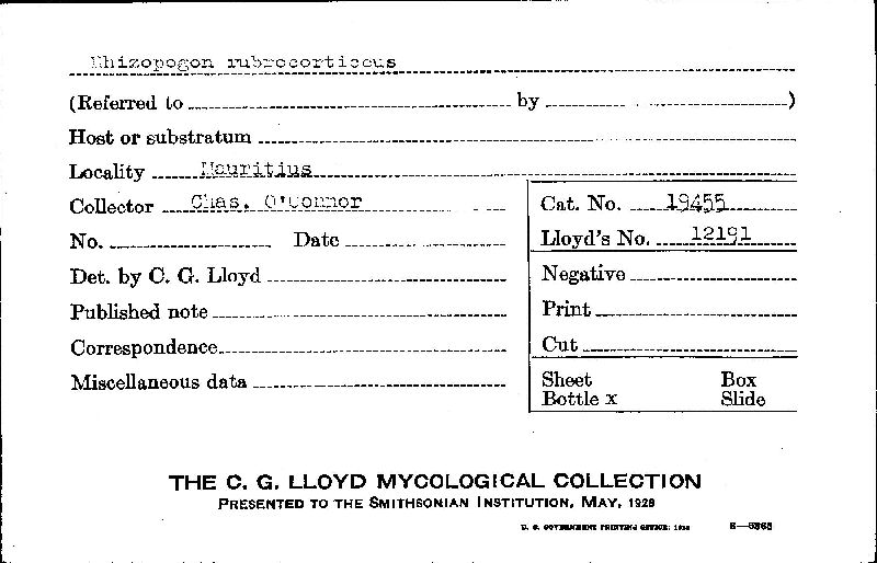 Rhizopogon rubrocorticeus image