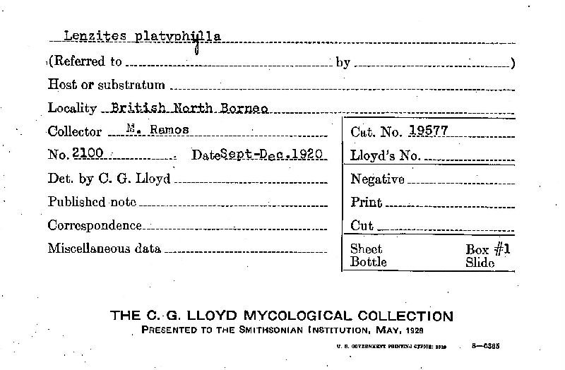 Lenzites platyphylla image