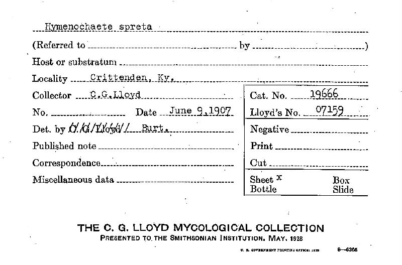 Hymenochaete spreta image