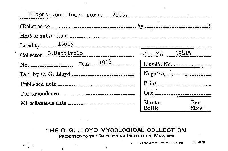 Elaphomyces leucosporus image