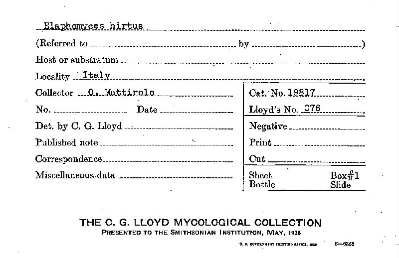 Elaphomyces hirtus image