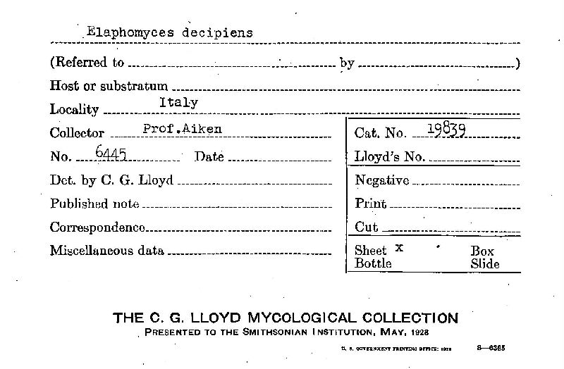 Elaphomyces decipiens image