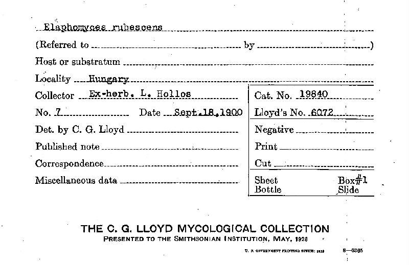 Elaphomyces rubescens image