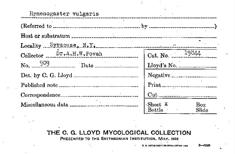 Hymenogaster vulgaris image