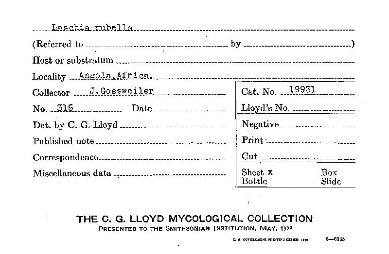 Laschia rubella image