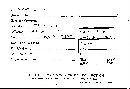 Phellinus gilvus image