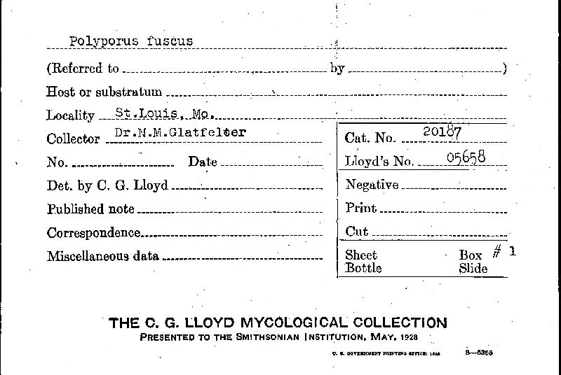 Cyclomyces setiporus image