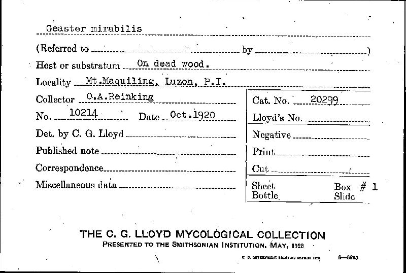 Geaster mirabilis image