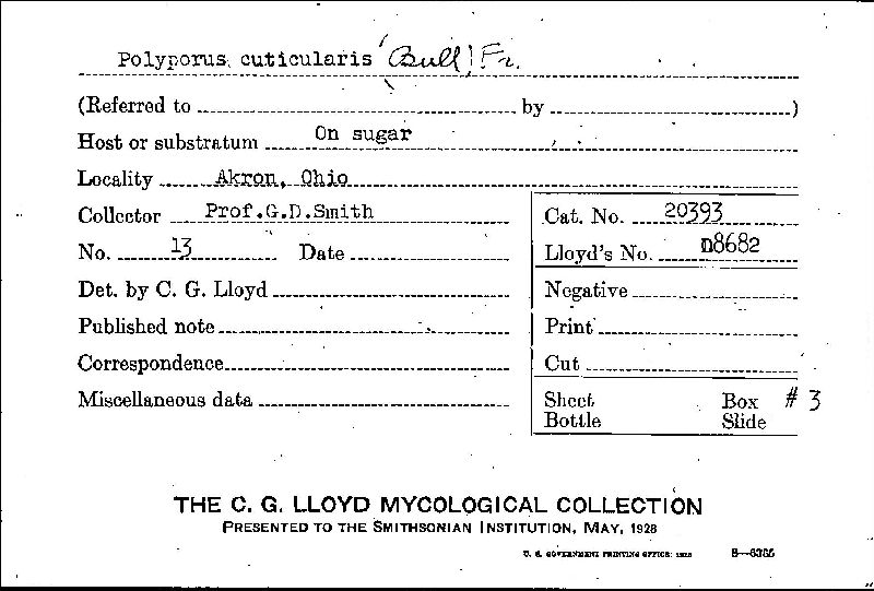 Inonotus cuticularis image