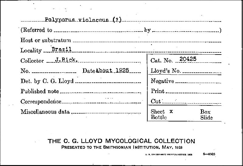 Polyporus violaceus image
