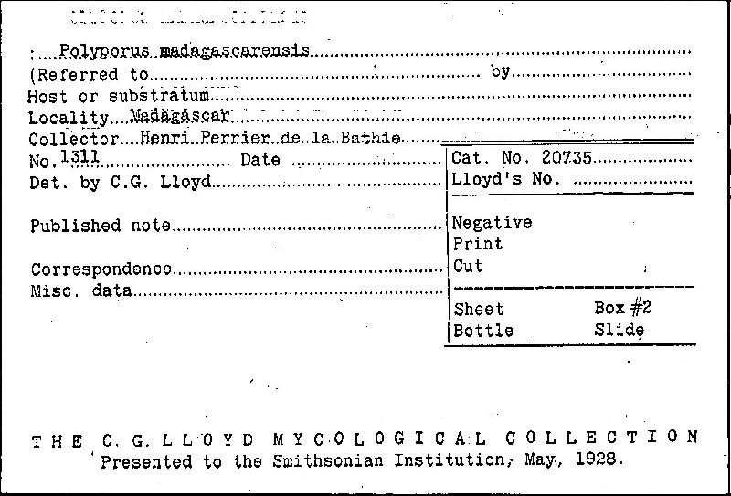 Polyporus madagascarensis image