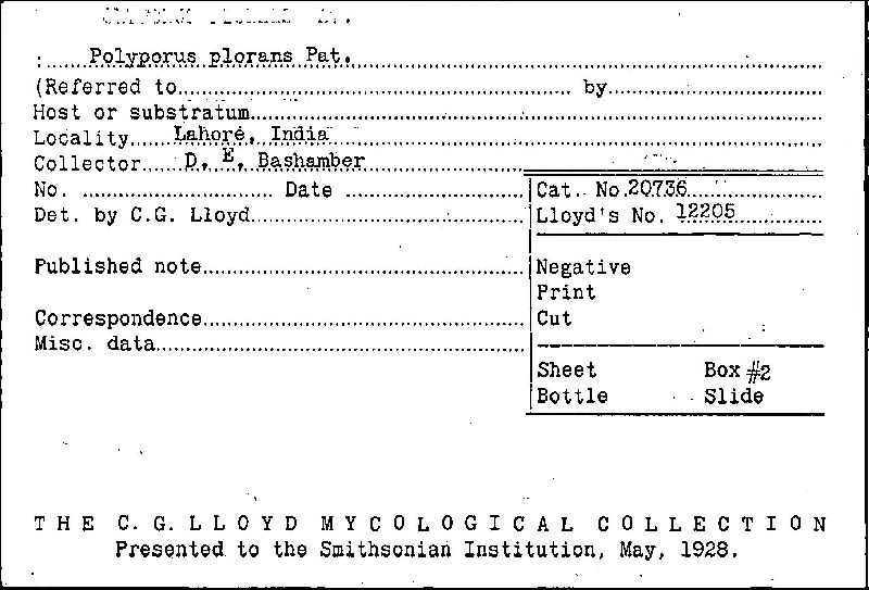 Polyporus plorans image