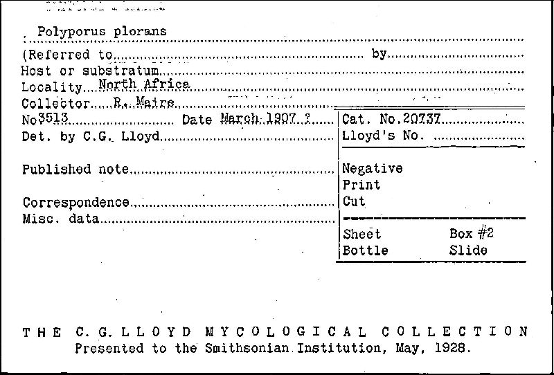 Polyporus plorans image