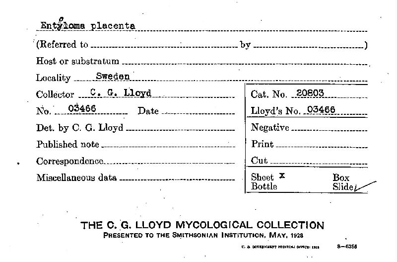 Entoloma placenta image